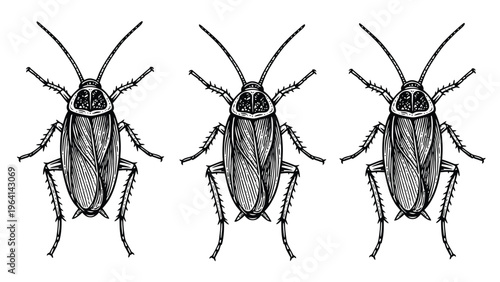 Three Detailed Cockroach Illustrations in Vintage Engraving Style, Insect Pest Design Element