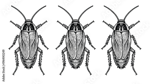 Detailed black and white illustrations of three cockroaches. Scientific drawing for entomology, pest control, and biology concepts.