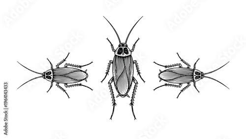 Detailed Cockroach Illustrations: Top and Side Views. Realistic Pest Insect Drawing for Biology and Entomology.