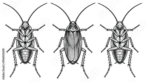 Detailed Cockroach Illustrations: Top and Bottom Views of Insect Pest, Entomology Line Art