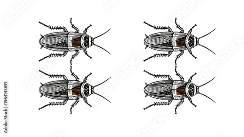 Four Detailed Vintage Cockroach Insect Engravings on White
