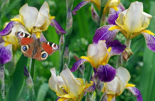 bright red peacock butterfly on iris flowers in the garden. spring flowers and butterfly. close up