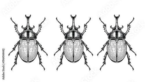 Three Rhinoceros Beetles Illustration in Vintage Engraving Style