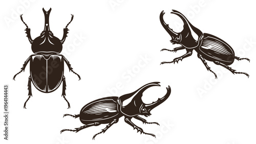 Vintage Engraving Style Rhinoceros Beetle Illustrations Set