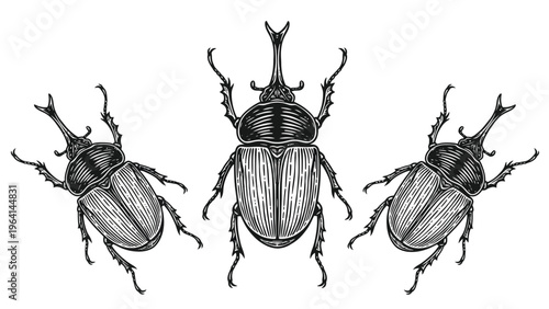 Detailed Rhinoceros Beetle Engraving Illustration Trio