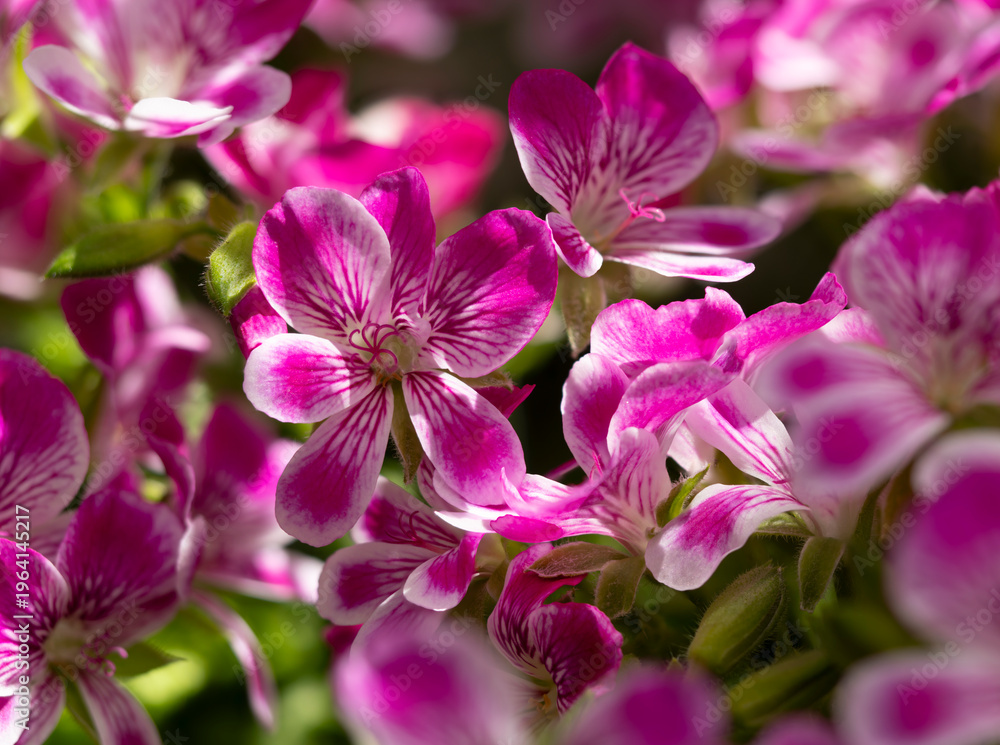 Obraz premium 鮮やかなペラルゴニウムグランパッソの花