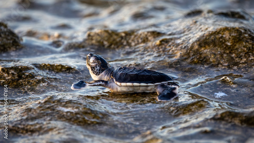 Photos Green Sea Turtle Hatchlings on Lady Elliot Island, Queensland, Australia