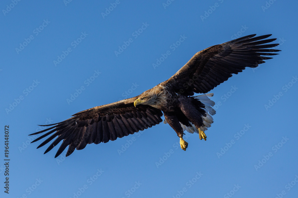 Obraz premium Seeadler (Haliaeetus albicilla)
