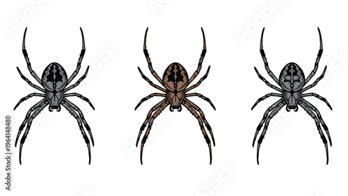 Three Detailed Spider Vector Illustrations in Grey and Brown Hues, Isolated on White Background