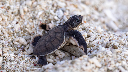 Green Sea Turtle Hatchlings on Lady Elliot Island, Queensland, Australia