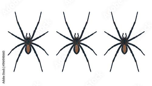 Three cartoon spiders vector illustration. Simple black and brown arachnids arranged in a row on a white background.