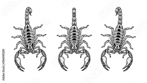 Three Detailed Vintage Engraving Style Scorpions Illustration Set on White Background