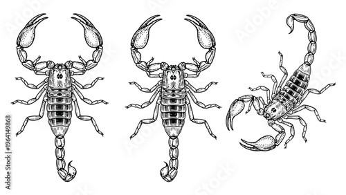 Vintage Engraved Scorpion Illustrations Set. Hand-drawn black and white arachnid designs, isolated on white.