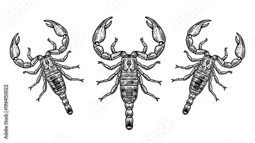 Detailed Scorpion Engraving Set. Hand-drawn Vintage Style Illustration of Three Scorpions.