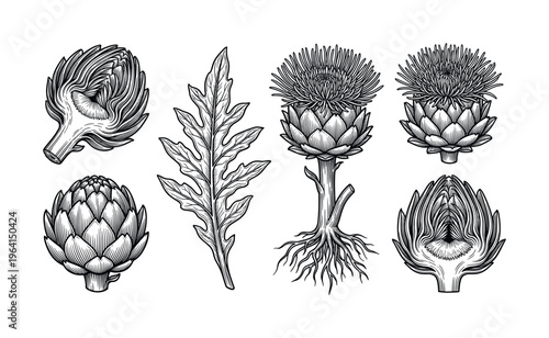 A set of vintage botanical artichoke illustrations in a detailed engraving style. Perfect for organic food branding, menus, packaging, or educational farm-to-table concepts.