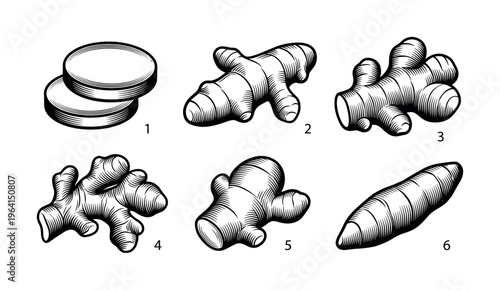 Set of ginger root illustrations in a vintage engraved style. Includes whole and sliced rhizomes. Ideal for spice packaging, herbal product design, and menus.