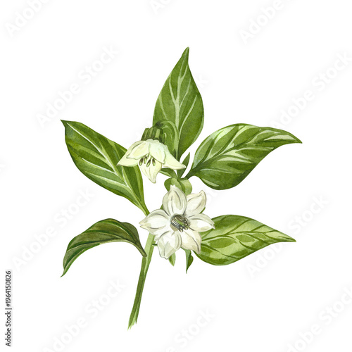 Watercolor illustration of a pepper seedling with a flower and leaves. Botanical illustration of the Capsicum plant. Watercolor illustration of a pepper seedling for a gardening and farming concept.