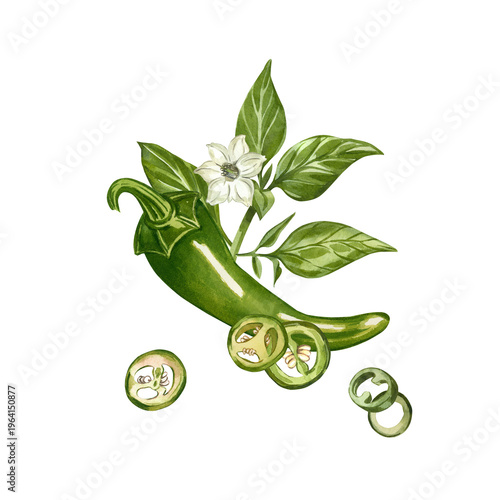 Green chili pepper with flowers, leaves, and hot pepper slices. All elements are hand-painted in watercolor. Watercolor illustration for culinary design, menus, and food packaging.
