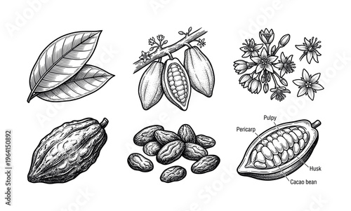 Vintage cacao illustration set. Hand drawn botanical art of cocoa pods, beans, leaves, and flowers. Perfect for chocolate packaging, branding, and menus.