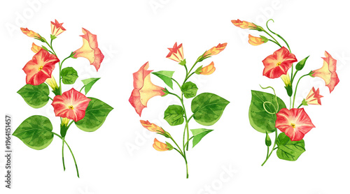 Obraz na płótnie A set of floral bouquets featuring morning glory flowers with leaves and buds
