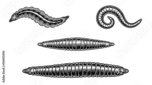 Vintage Engraved Worms and Larvae. Detailed Set for Biological Illustration.