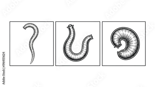 Scientific illustration of worm morphology: coiled, segmented, and simple forms
