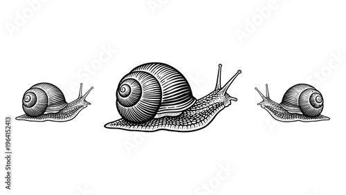 Detailed Engraved Snails in Vintage Style - Black and White Illustration Set