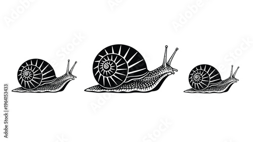 Vintage Engraved Snails Illustration. Detailed Black and White Mollusk Set.