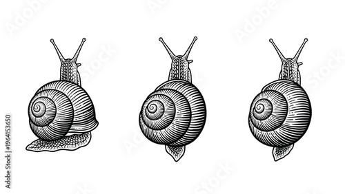Three detailed snails in vintage engraving style. Hand-drawn mollusk illustrations set, isolated on white.