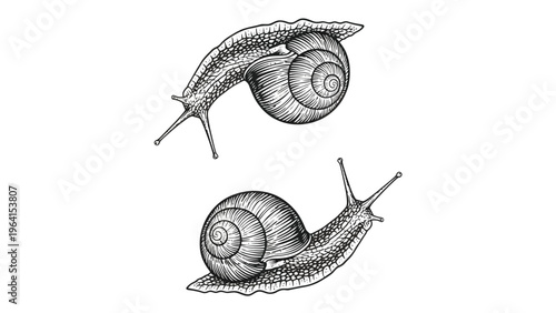 Vintage Engraving Style Snails Illustration on White Background