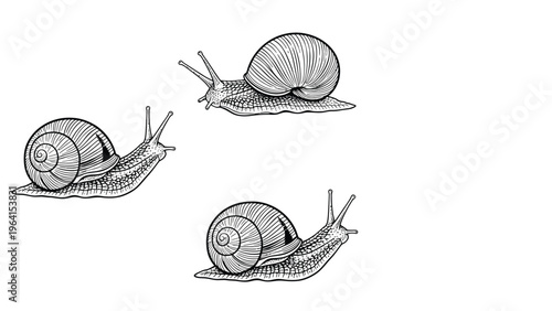 Set of three hand-drawn snails. Monochrome vintage style line art sketch of garden snails isolated on white background.