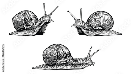Detailed Snail Engraving Set. Vintage Style Hand-Drawn Mollusks in Black and White.
