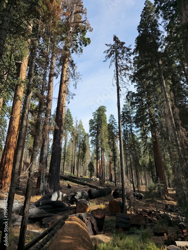 Charred forest landscape after wildfire