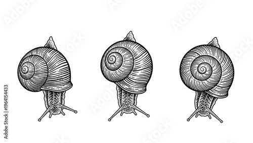 Detailed Snail Engravings Set: Black and White Illustrations of Garden Snails with Spiral Shells
