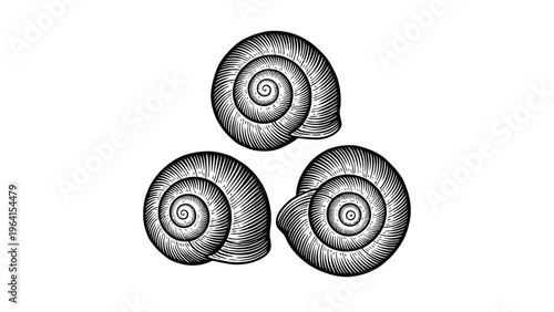Engraved Snail Shells. Vintage black and white illustration of three mollusk shells with spiral patterns.