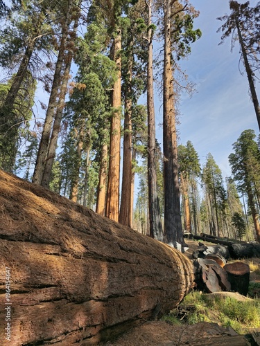 Giant fallen tree trunk in tall conifer forest