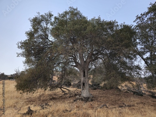 Solitary oak tree in dry grassland landscape