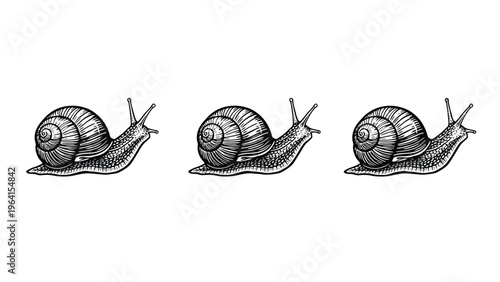 Row of Vintage Engraved Snails - Classic Black and White Nature Illustration