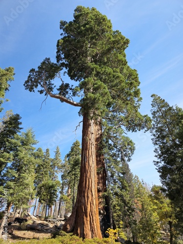 Tall conifer tree canopy against blue sky in forest
