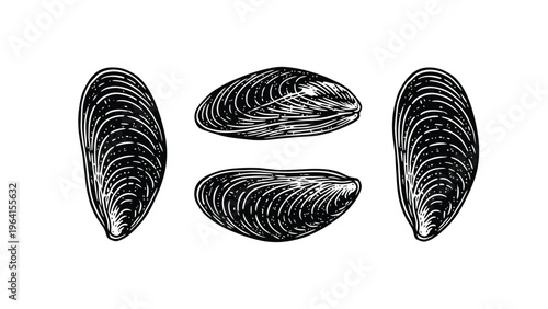 Engraved Mussels Illustration Set. Black and White Vintage Seafood Drawing on White Background