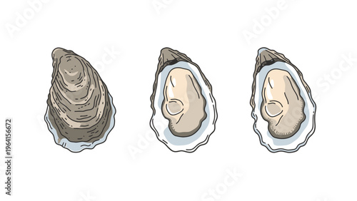 Oysters Illustration Set: Closed and Open Shells. Hand-drawn style vector art of fresh seafood delicacy on white.