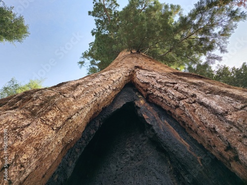 Dramatic low-angle view of giant tree with hollow trunk