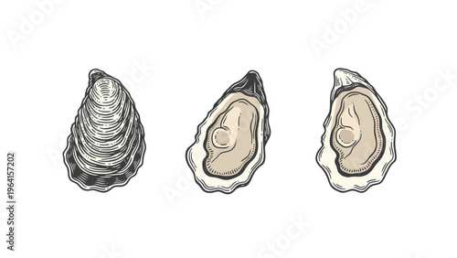 Hand-drawn vintage oysters set. Closed and open seafood mollusk illustration on white.