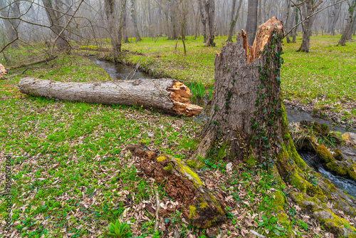 A fallen old broken tree after a hurricane in the forest