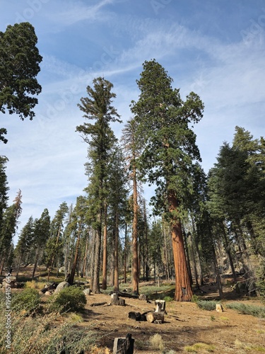 Tall pine trees in sunlit forest under blue sky