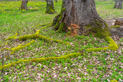 Moss covered roots of an old tree in a spring forest