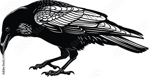 Detailed silhouette of a black raven perched in a stalking pose representing gothic mystery wildlife scavenger birds omens of death and intelligent corvids