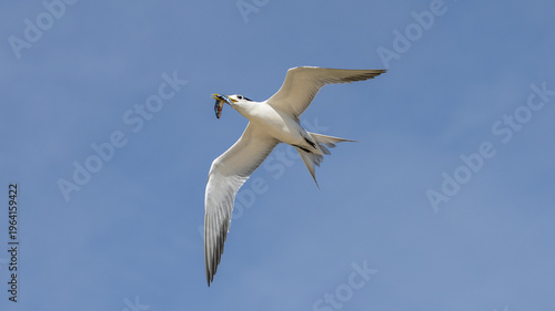 Greater Crested Tern on Lady Elliot Island, Queensland, Australia