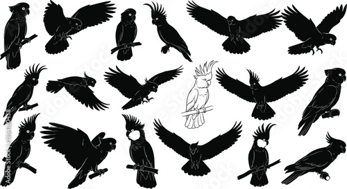 Silhouettes of cockatoos and parrots in flying and perched poses representing tropical wildlife avian biodiversity exotic birds nature conservation and australian outback fauna
