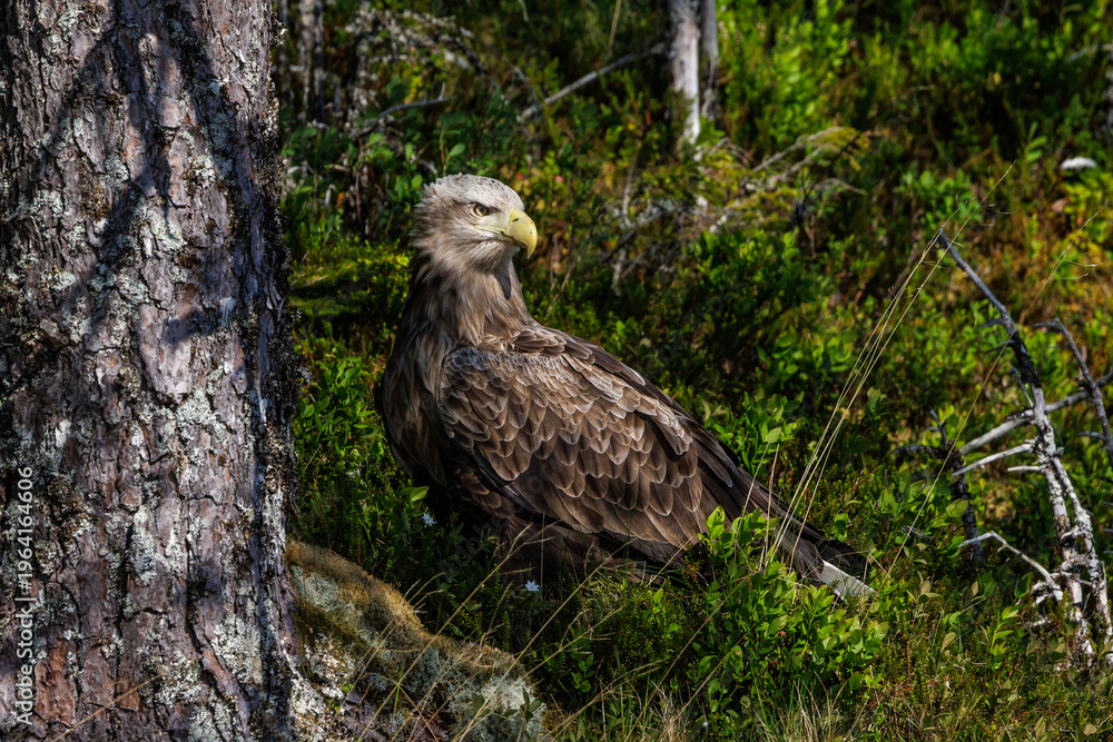 Fototapeta premium Seeadler (Haliaeetus albicilla)